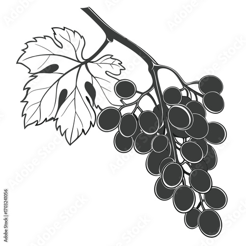A detailed illustration of a ripe bunch of dark grapes with a single leaf.