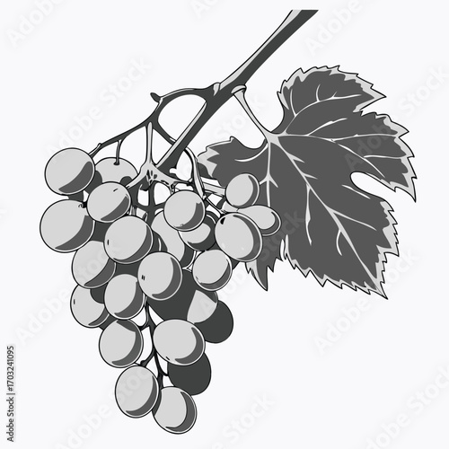 Monochromatic illustration of a grape bunch with a single leaf.