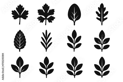 Spinach oregano vector thyme tips leaf textured forked icon herb edges