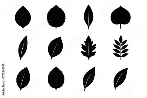 Icon serrated laurel beech vector silhouette leaf arc shape lance icons lobes