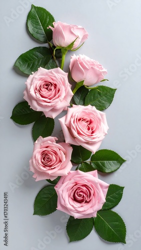 Delicate pink roses arranged on a light gray background