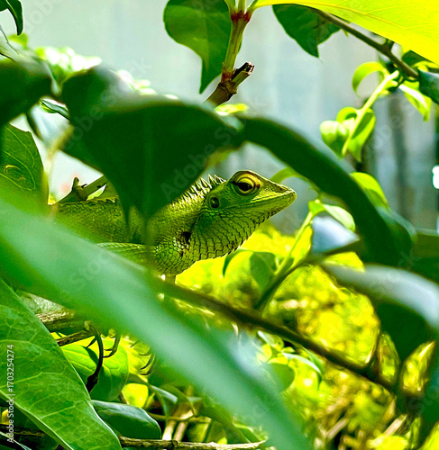 Green color Asian lizard on the tree