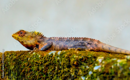 Asian lizard stone color 
