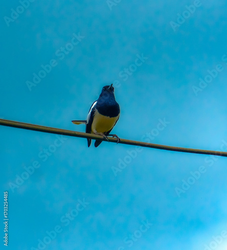 Black and white bird alone 