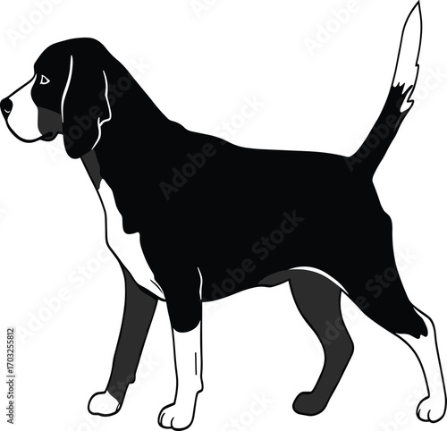 Black and white illustration of a beagle dog standing sideways, pet animal vector silhouette design for artwork, coloring, graphics