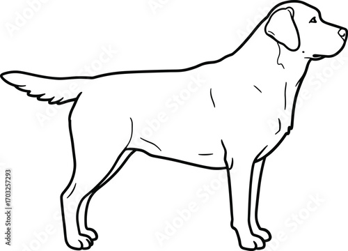 Black outline drawing of a Labrador retriever dog standing, simple line art illustration for coloring book, design, pet graphics