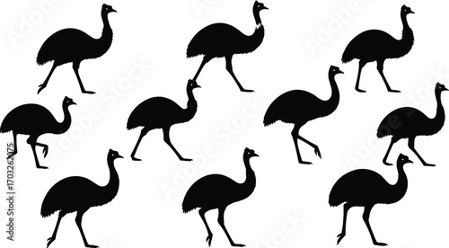 Emu bird silhouette vector collection, Australian wildlife icon set, flightless bird illustration design, black emu animal clipart pack, isolated