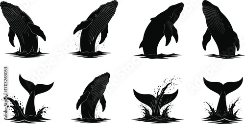 Whale breaching silhouette set, black vector whales jumping out of water, ocean wildlife, marine animals, splash effects, sea creatures