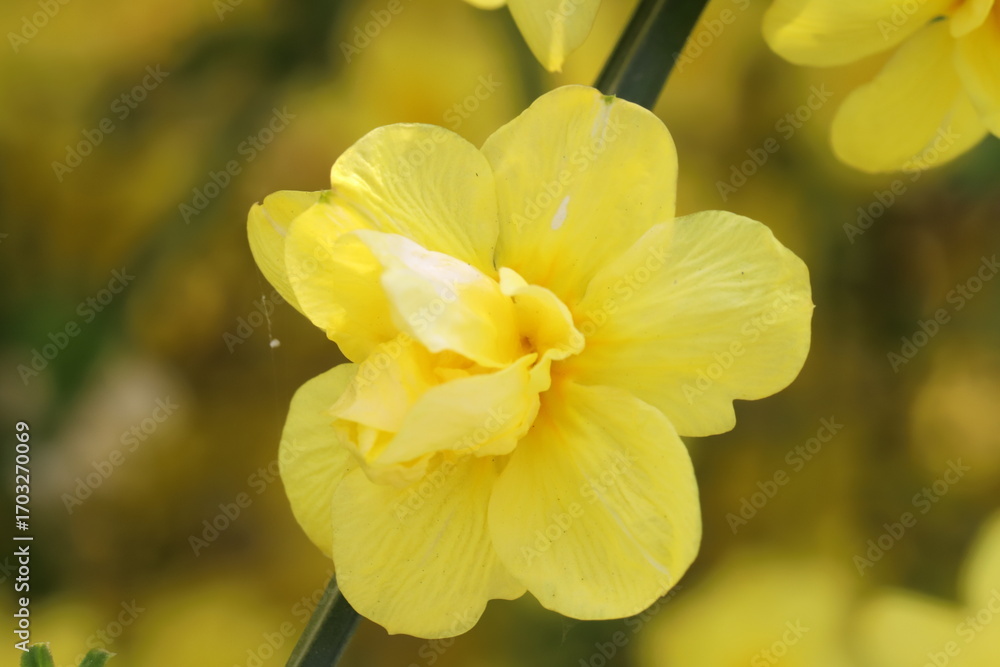 Fototapeta premium 日本の春の庭に咲く黄色いオウバイモドキの花