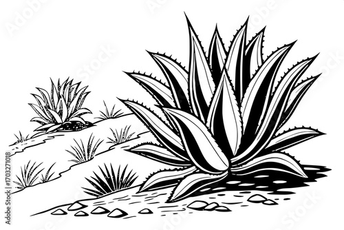 “Contemporary monochrome ink drawing of agave succulents, infused with artistic textures, white background for clean modern visuals.”