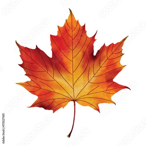 Watercolor illustration of an autumn maple leaf in warm red and orange tones, perfect for seasonal design, patterns, product packaging, labels, web design, banners, book illustrations and art prints. 