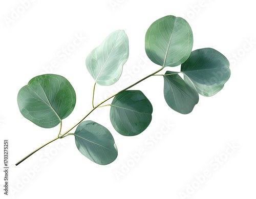 Close-up of a eucalyptus branch with light-green leaves