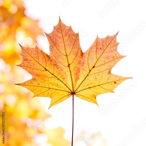 Wallpaper Mural Autumn maple leaf against out-of-focus background Torontodigital.ca