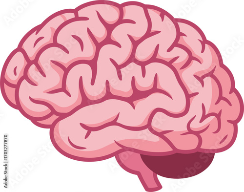 Pink cartoon human brain with cerebellum and detailed convolutions on white background mind thinking
