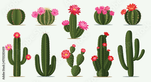 Collection of diverse desert cacti species showcasing vibrant blooms in various shapes and sizes