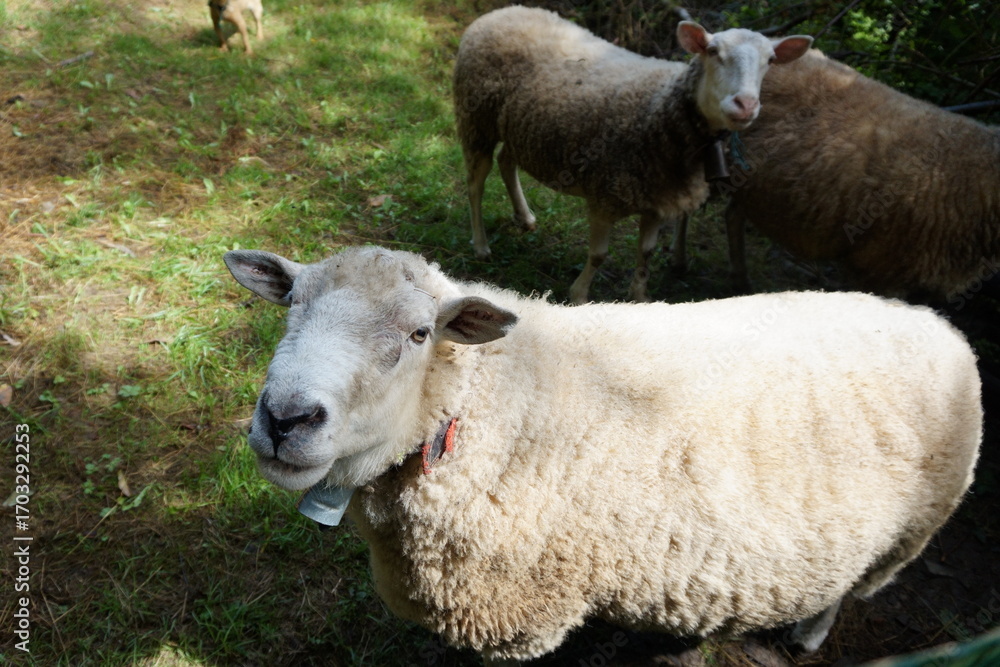 Fototapeta premium Retrato de oveja curiosa mirando a la cámara