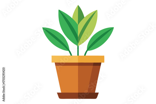 Potted plant featuring vibrant green leaves and terracotta pot sits against a white background
