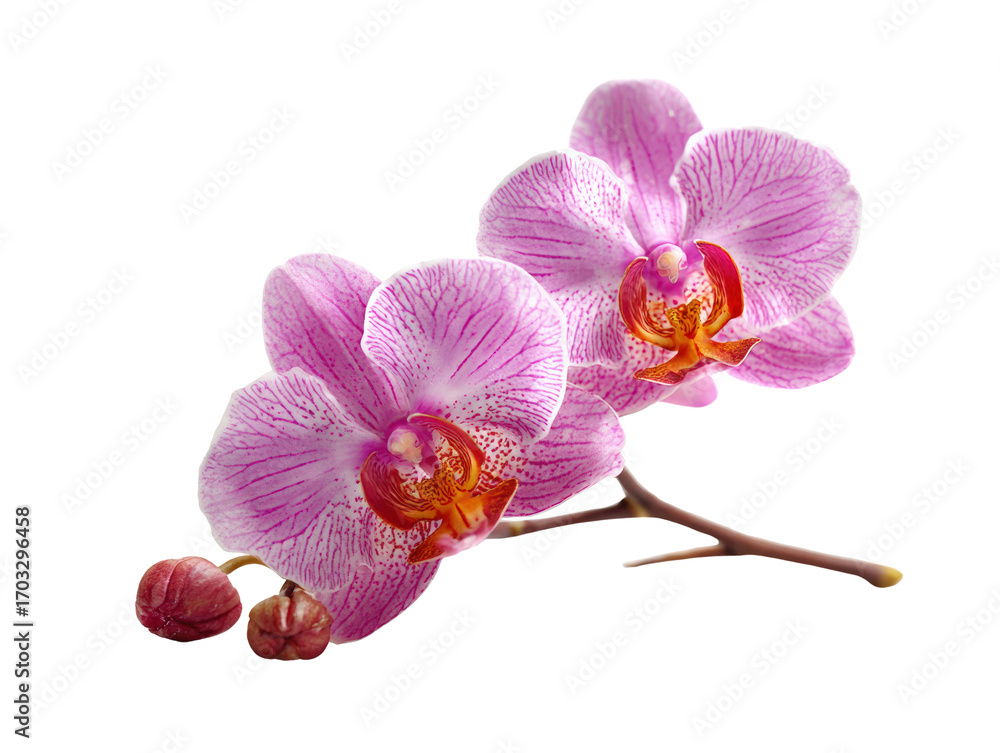 Fototapeta premium Pink orchid, tropical flower, delicate petal, exotic bloom, nature isolated on white
