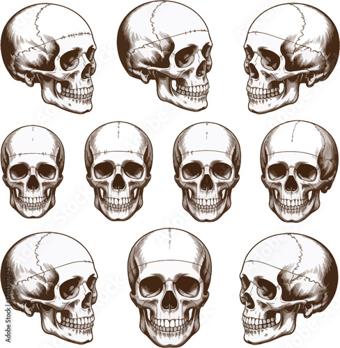Various angles and perspectives of human skulls arranged in a repeating pattern on white background