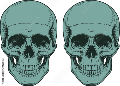 Two teal colored skulls with detailed line work on a white background in a vector illustration