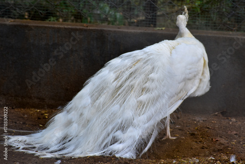white peacock in the water