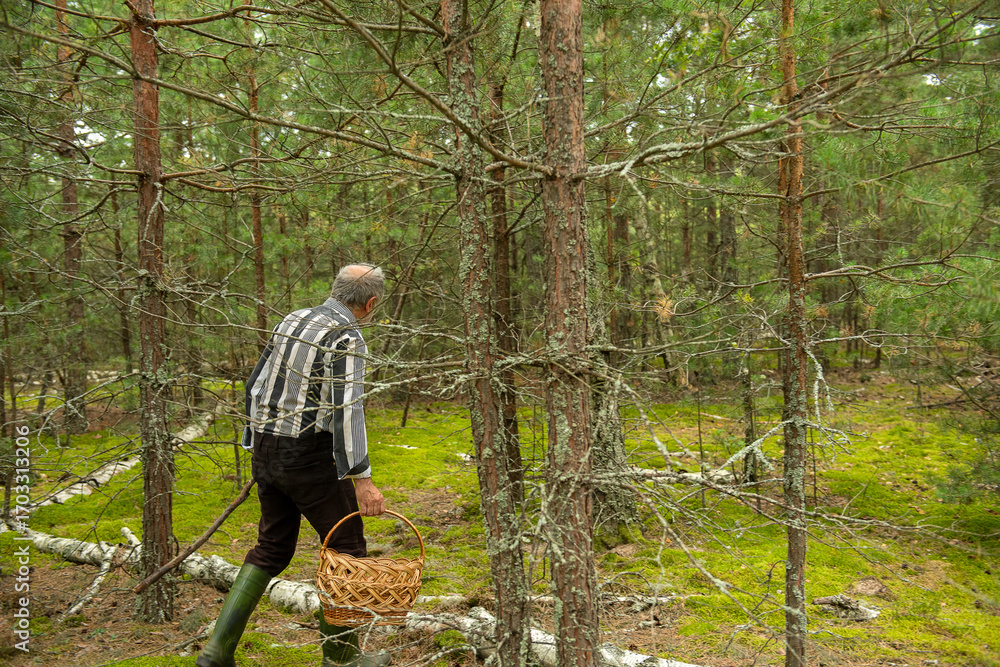 Fototapeta premium Elderly gray-haired man with a stick and basket picking mushrooms in a pine forest with green moss. Authentic rural life, real people, foraging tradition, and simple lifestyle in nature.