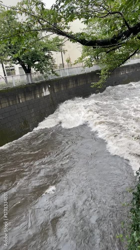 神田川9月：雨降りの神田川の濁流（縦） 2025/9/11