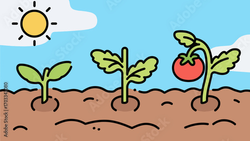 Tomato plant growth phases illustration under the bright sun and sky