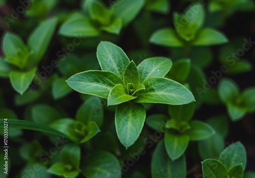 Wallpaper Mural 緑の息吹 Torontodigital.ca