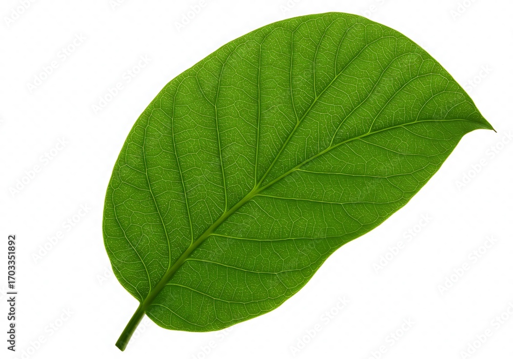 Obraz premium 緑の静寂