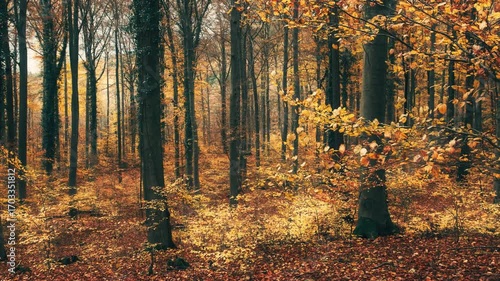Orange autumn foliage in a beech forest. Smooth backwards motion with view into the tranquil landscape. 