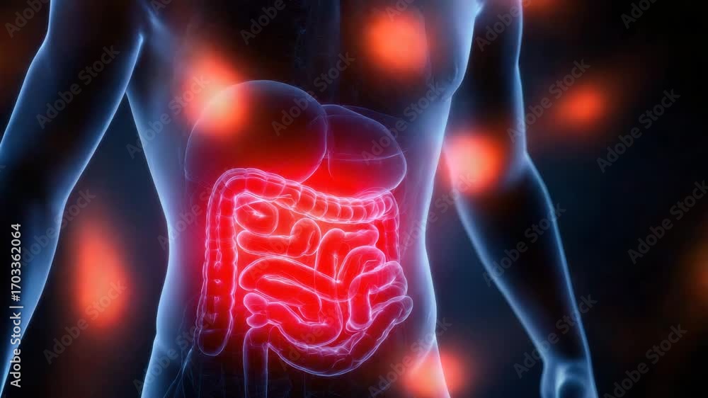 Digestive system anatomy showing stomach and intestine inflammation ...