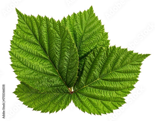 Detailed vibrant green raspberry leaves on white, fresh, bright backdrop