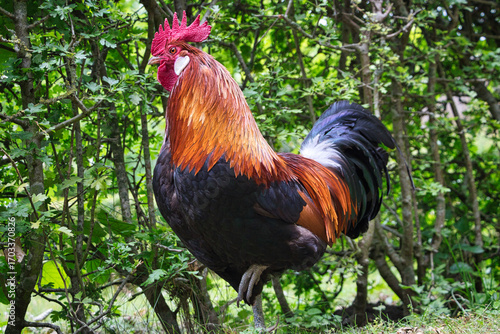 Full-body view of cock from the front at an angle