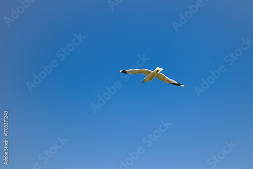 From below, a seagull in flight against a blue sky 