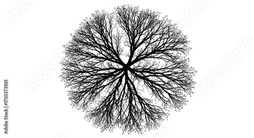 Striking minimalist silhouette of a leafless tree branching out against bright white background