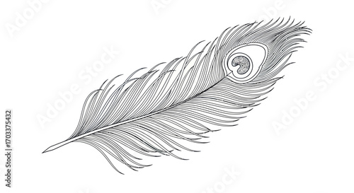 Elegant peacock feather illustration in monochrome, minimalistic design creating an elegant visual
