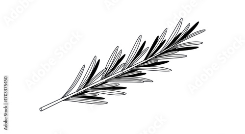 Elegant rosemary sprig illustration in minimal black and white botanical style for culinary design