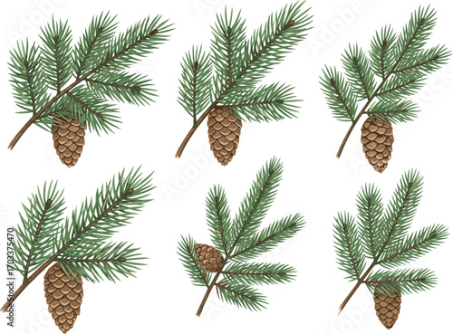 Pine branches with pinecones, detailed green needles and brown cones, natural botanical vector illustration for forest, winter, and Christmas holiday seasonal decorative design