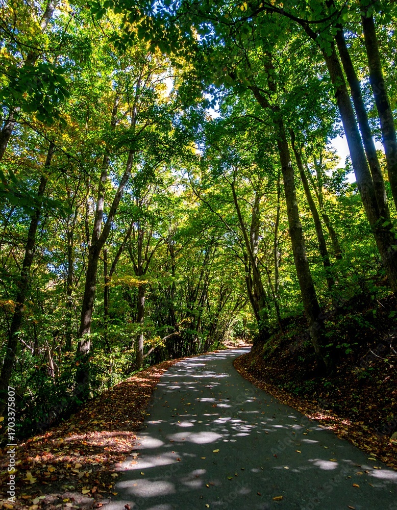 Obraz premium Sun-dappled path through autumn forest