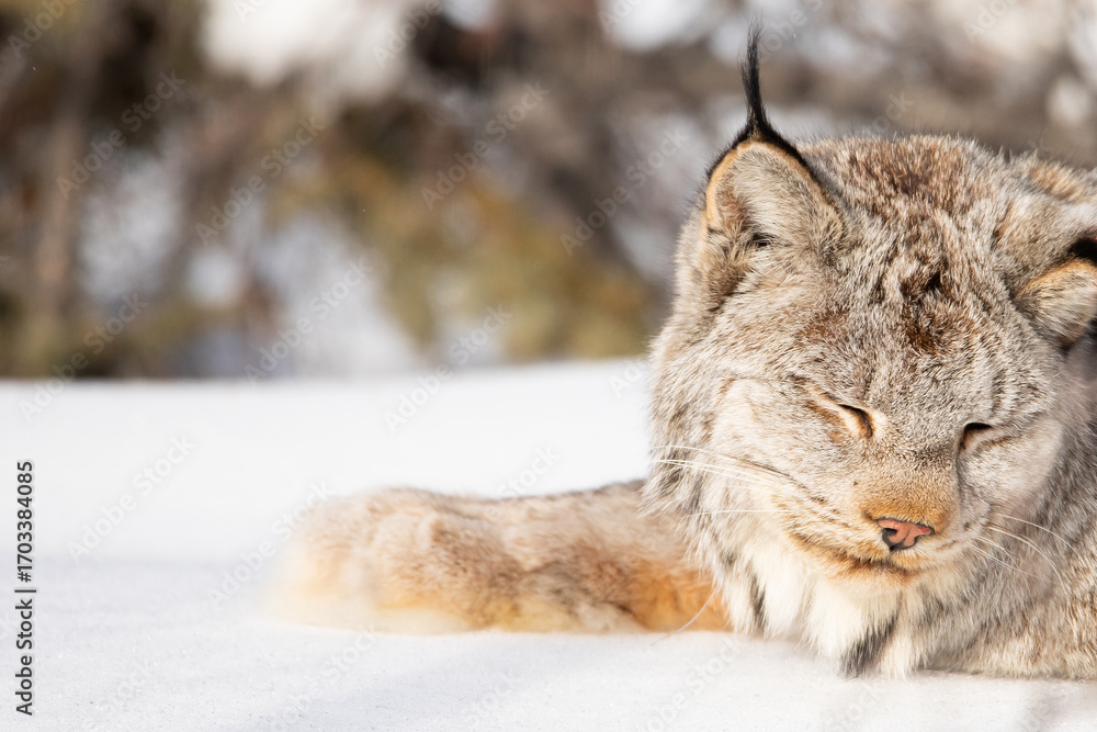 Fototapeta premium lynx in snow