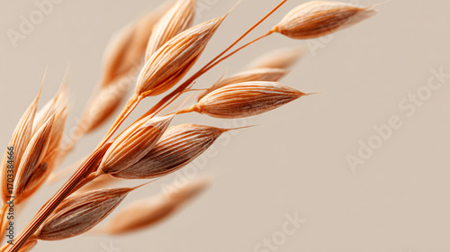 A delicate macro shot of golden oat stalks against a soft, warm, blurred background.