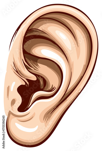 Human Ear Anatomy Illustration Artistic Rendering Medical Chart Detail Healthcare