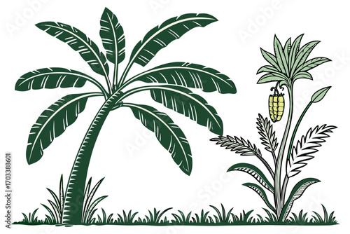 palm tree vector illustration