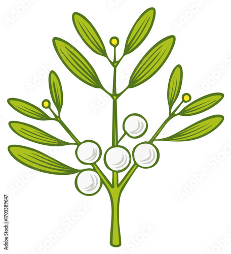 Stylized vector illustration of a mistletoe sprig with green leaves and white berries