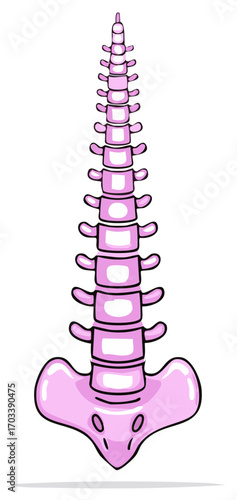 Pink cartoon human spine and pelvis anatomy illustration