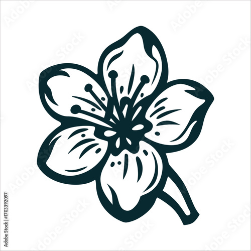 Single Cherry Blossom Pale Pink and Ivory Cherry Blossom Festival single blossom with five petals and delicate veins in pale pink and ivory