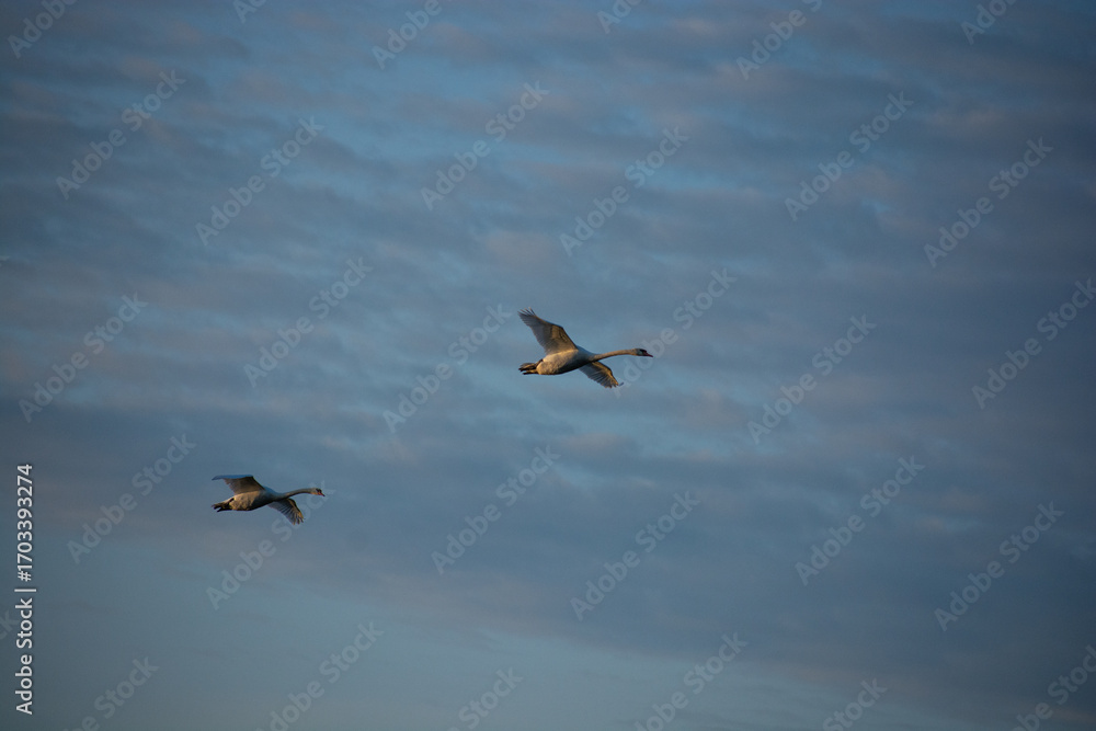 Obraz premium swans in flight
