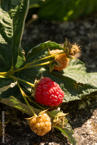 Close-up of vibrant red and golden raspberries ripening on a bush, bathed in warm autumn sunlight. These delicious berries offer a sweet taste of late harvest.