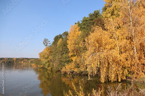 Autumn forest with colored foliage by a lake. Woods in the fall.